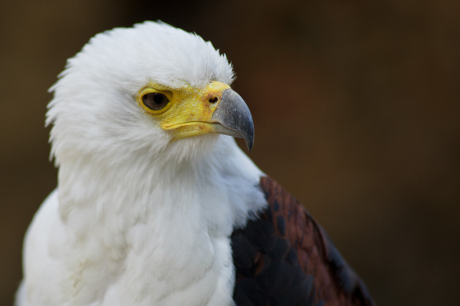 Greifvögel