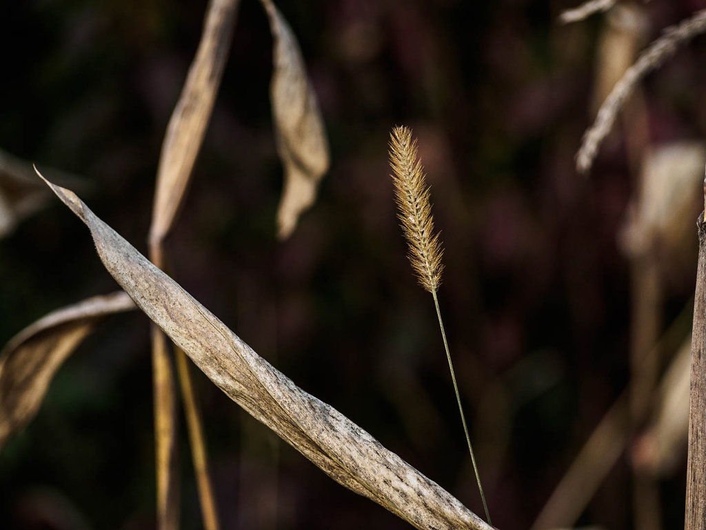 Herbst
