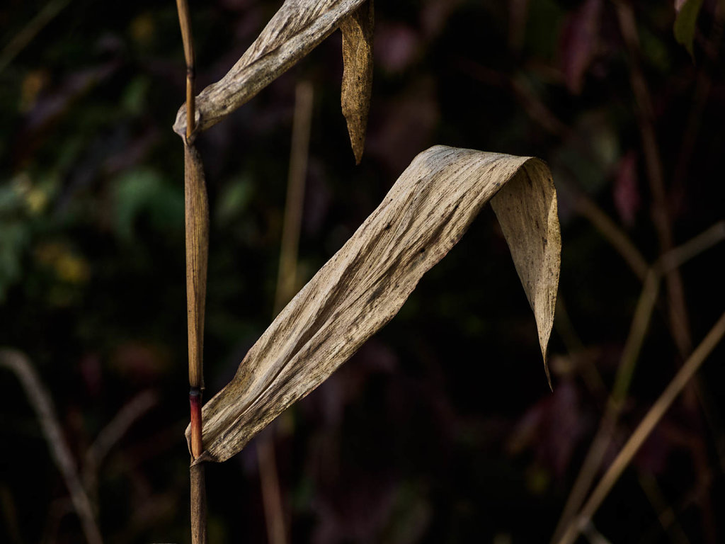 Herbst