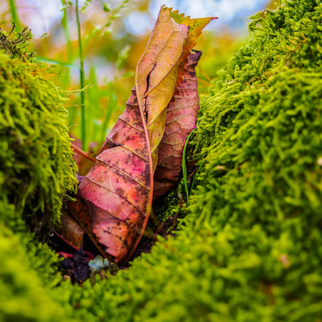 Herbst