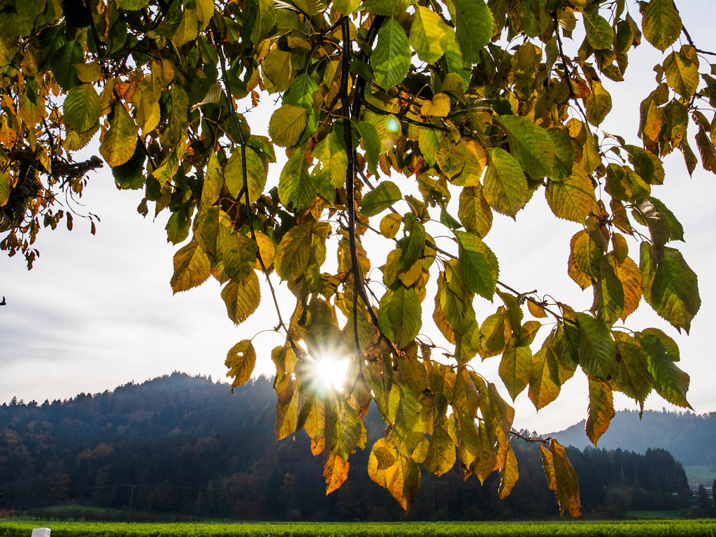 Herbst