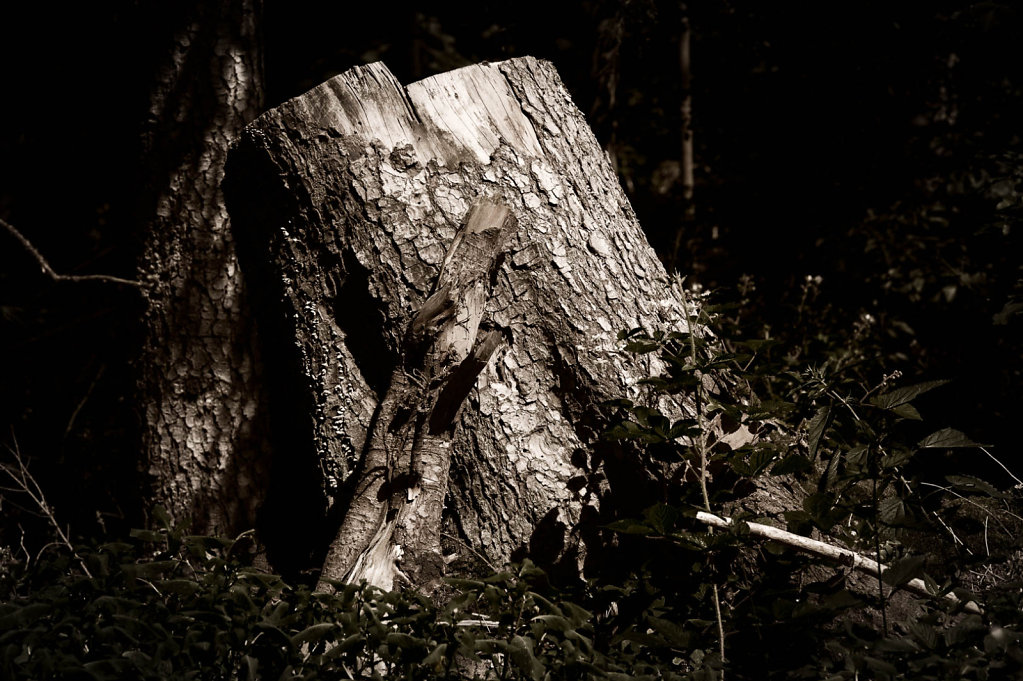 Bild des Monats Juli 2012