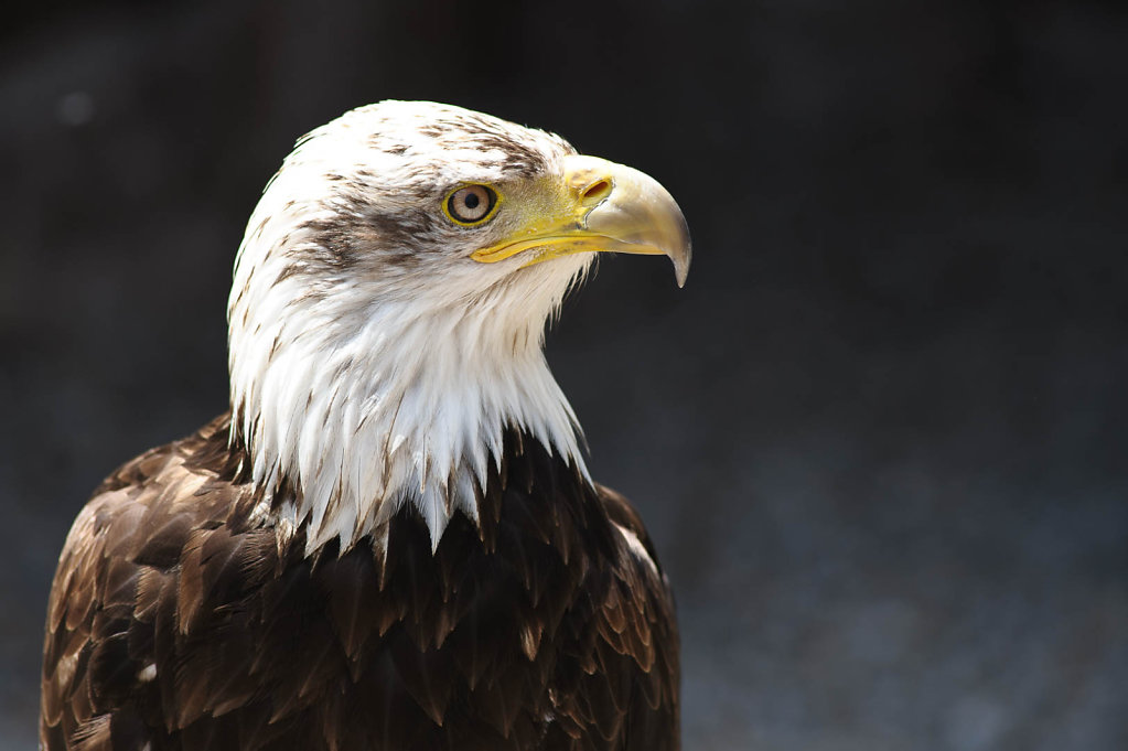 La Volerie des Aigles