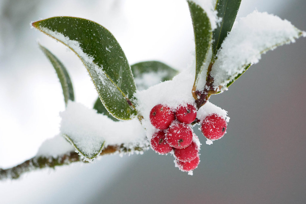 Bild des Monats Dezember 2014