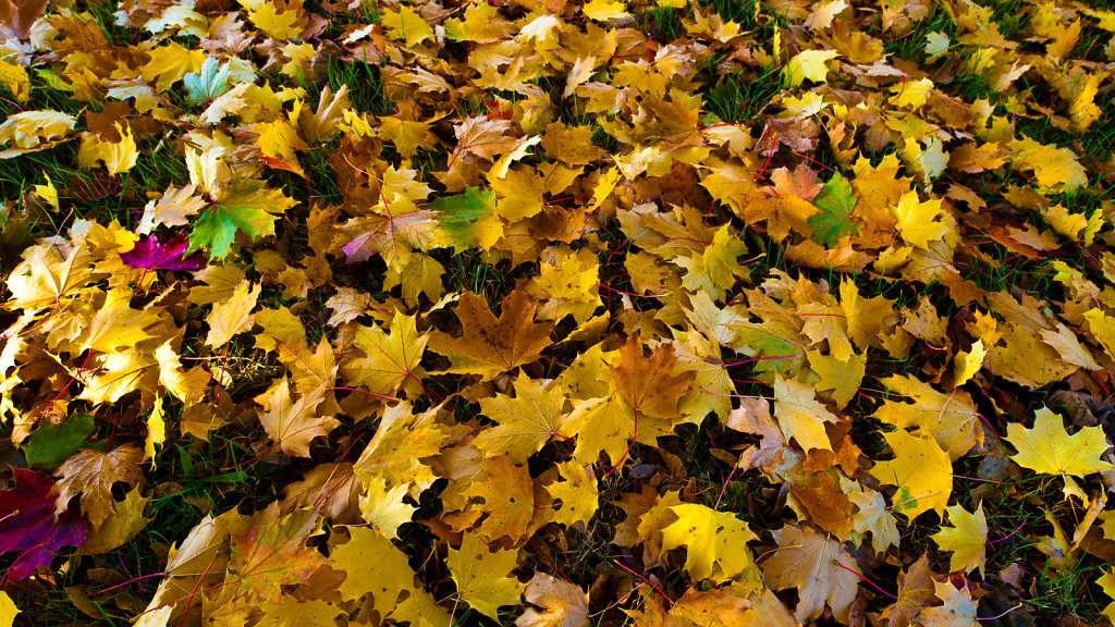 Bild des Monats November 2011