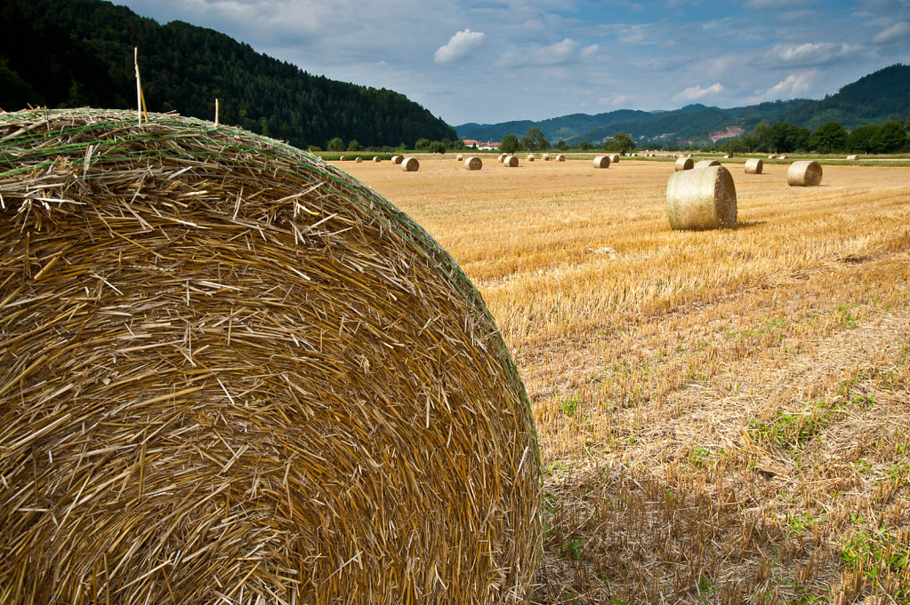Bild des Monats August 2010