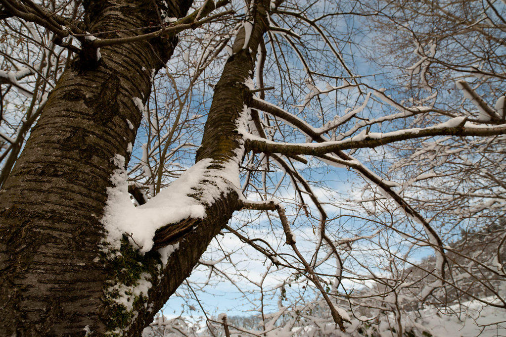 Bild des Monats Dezember 2010