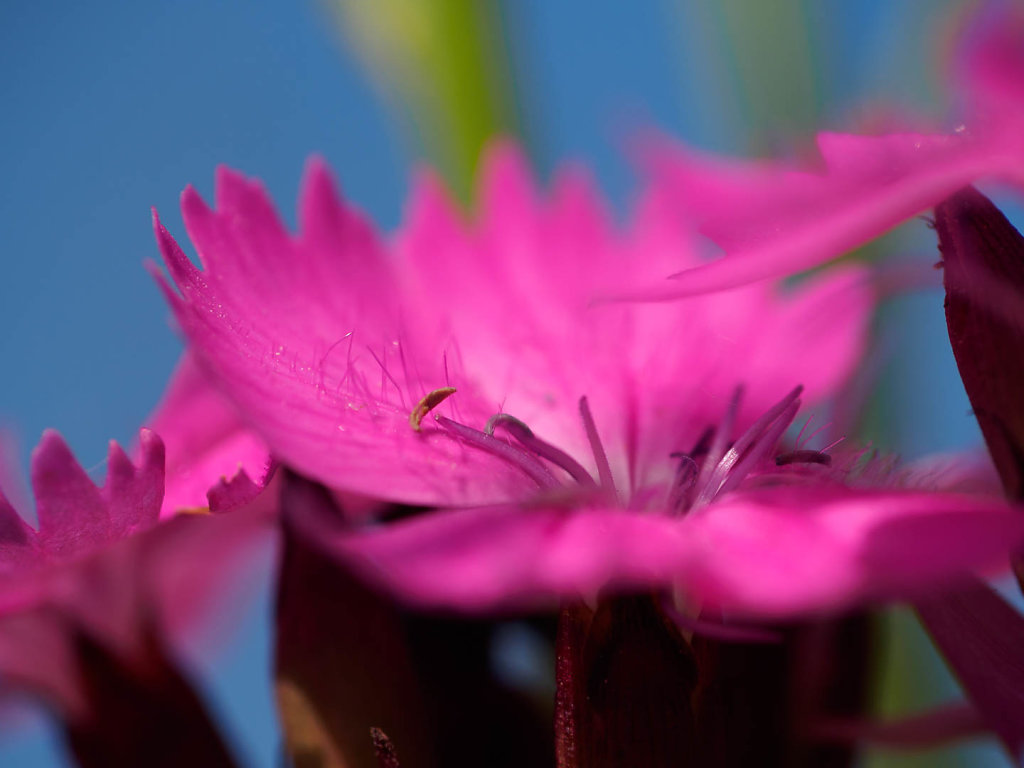 Frühling