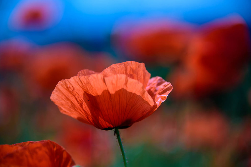 Bild des Monats Mai 2015
