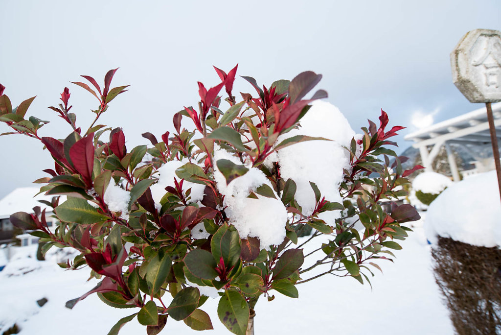 Bild des Monats Januar 2016